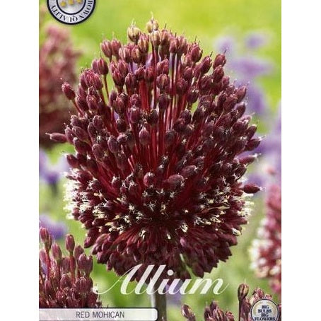 Allium 'Red Mohican' 2-pack